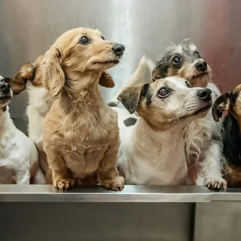5 dogs.f87354e3e3e179ff398c48366ac867ec-min_15_11zon