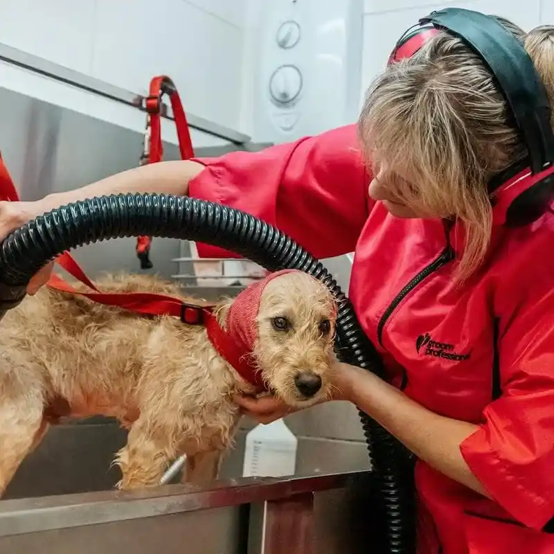 Blowdry_dog.f87354e3e3e179ff398c48366ac867ec-min_18_11zon