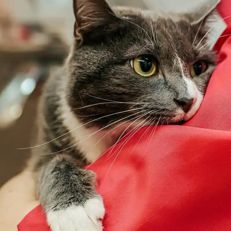 Cat_ Gallery.f87354e3e3e179ff398c48366ac867ec-min_10_11zon