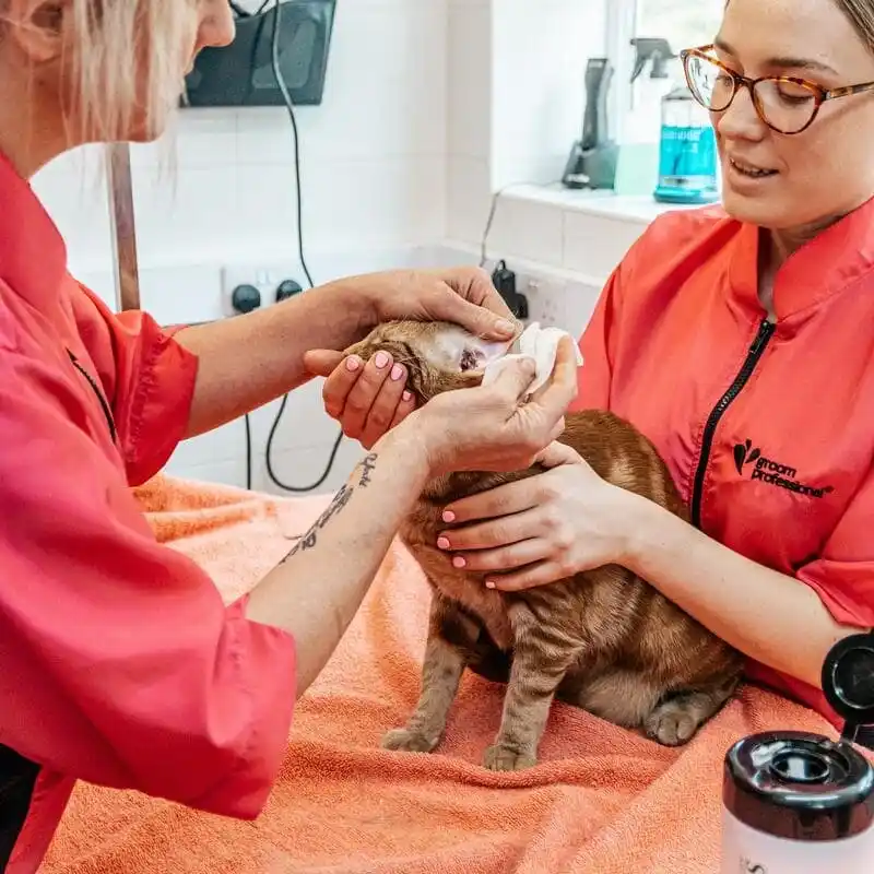 Cat_Ear_Clean.f87354e3e3e179ff398c48366ac867ec-min_1_11zon