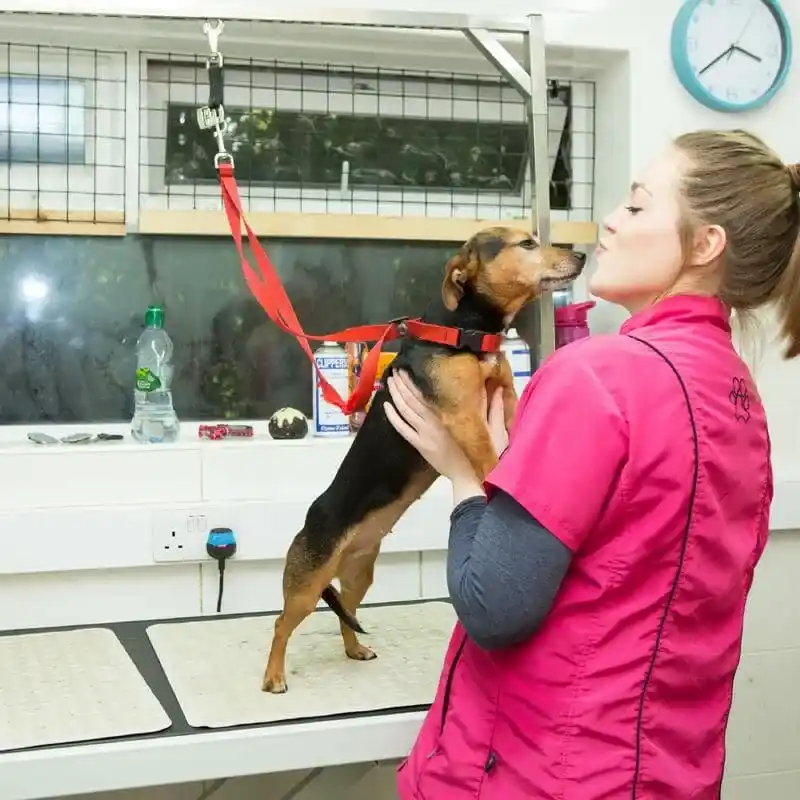 Dog-jump-GS.f87354e3e3e179ff398c48366ac867ec-min_13_11zon