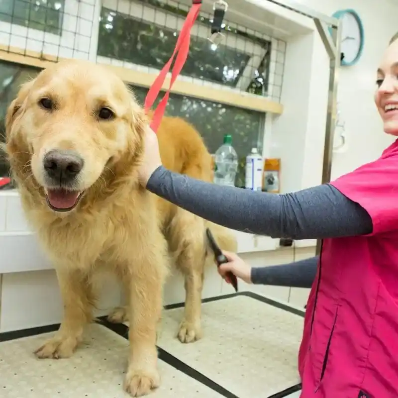 happy-dog2-GS.f87354e3e3e179ff398c48366ac867ec-min_4_11zon