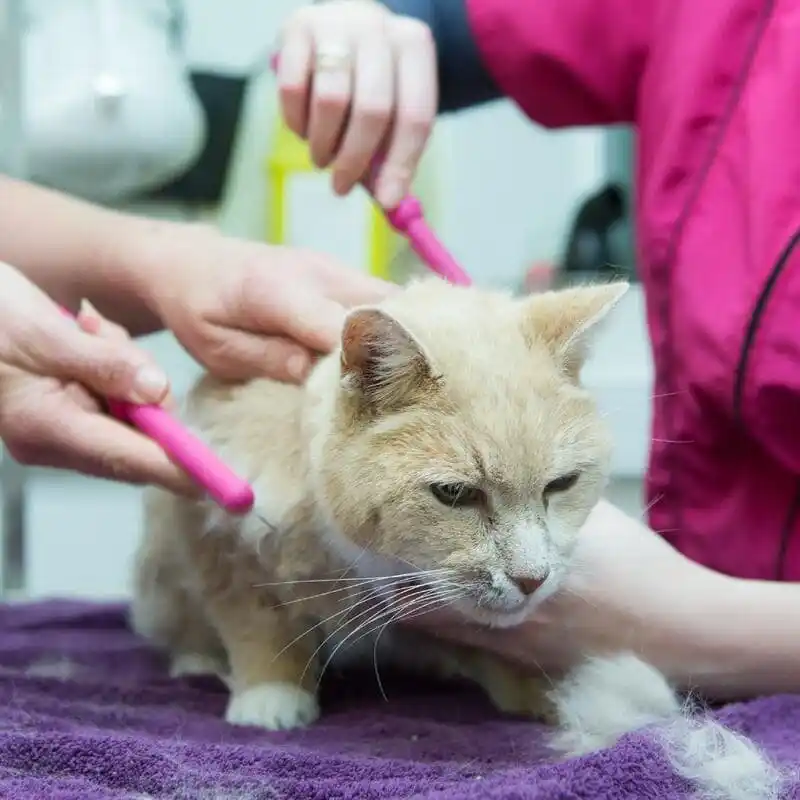 we-groom-cats.f87354e3e3e179ff398c48366ac867ec-min_12_11zon