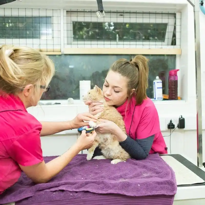 we-groom-cats2.f87354e3e3e179ff398c48366ac867ec-min_8_11zon