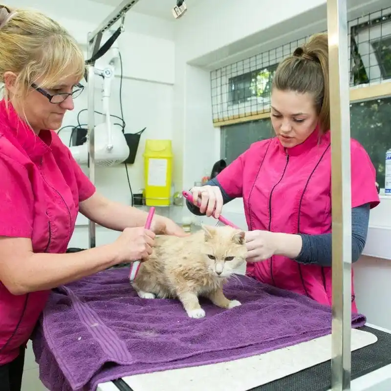 we-groom-cats3.f87354e3e3e179ff398c48366ac867ec-min_14_11zon
