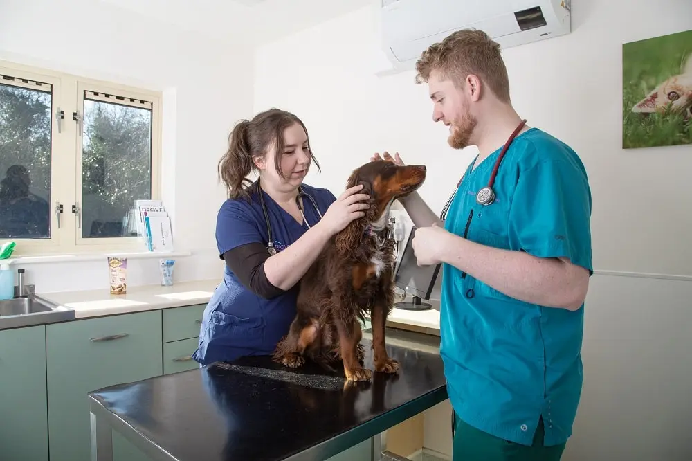 Drove Vets: Team members with pup in consult room