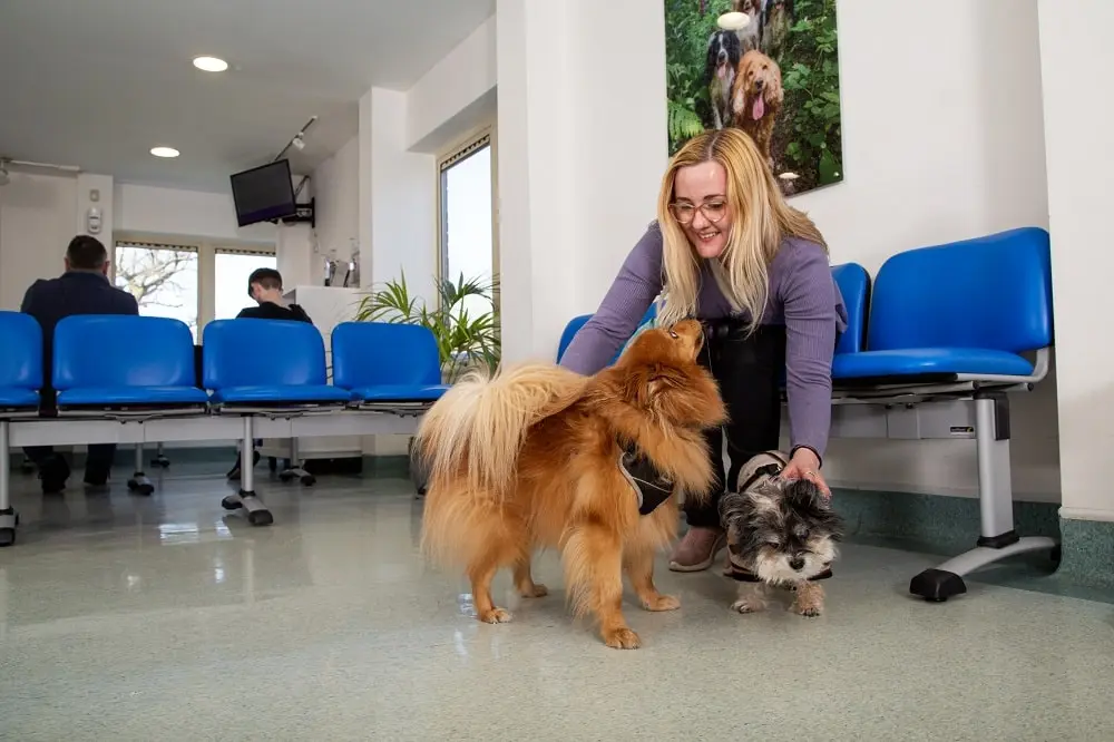 Drove Vets: Happy client in the waiting area