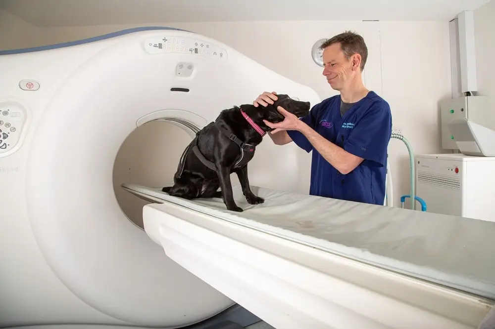 Drove Vets: Diagnostic imaging with Dr Dave